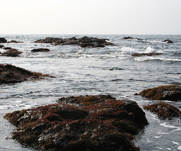 松前産天然岩海苔