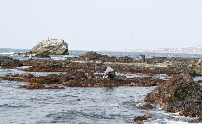 海苔を手摘みする様子